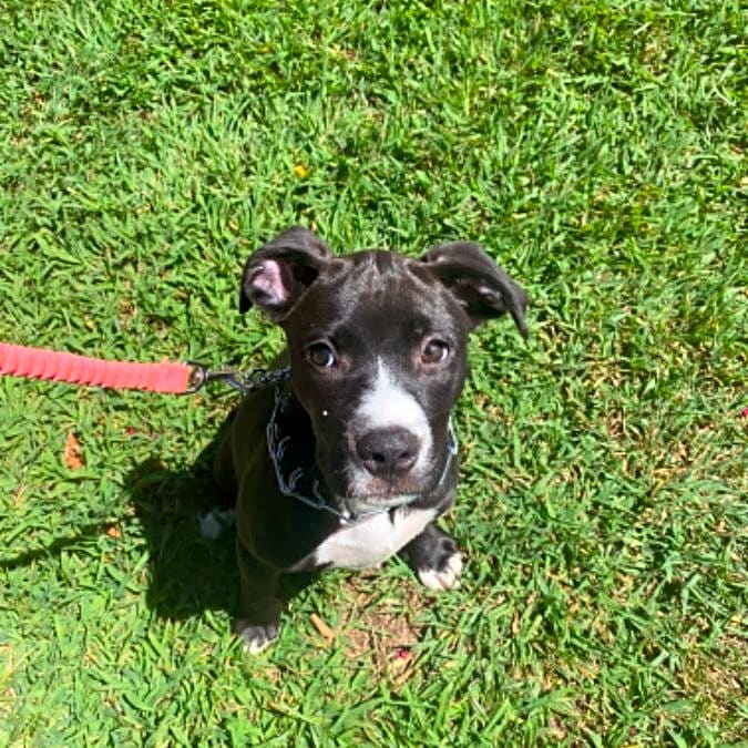 Photo of Paisley