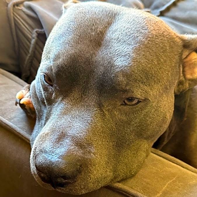 Photo of Leo
