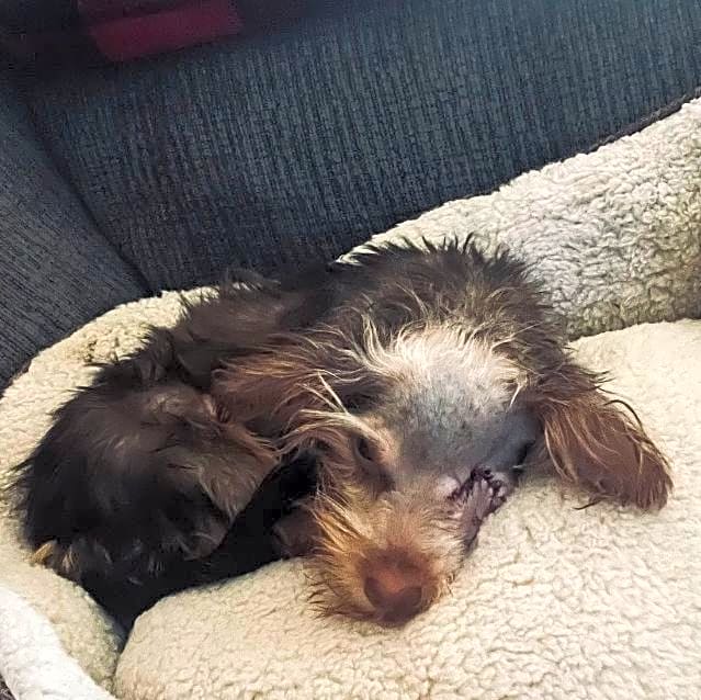 Photo of Phoebe