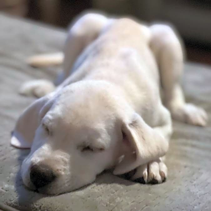 Photo of Arleigh