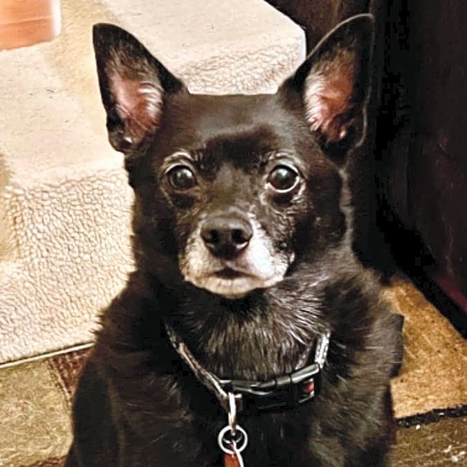 Photo of Rocco