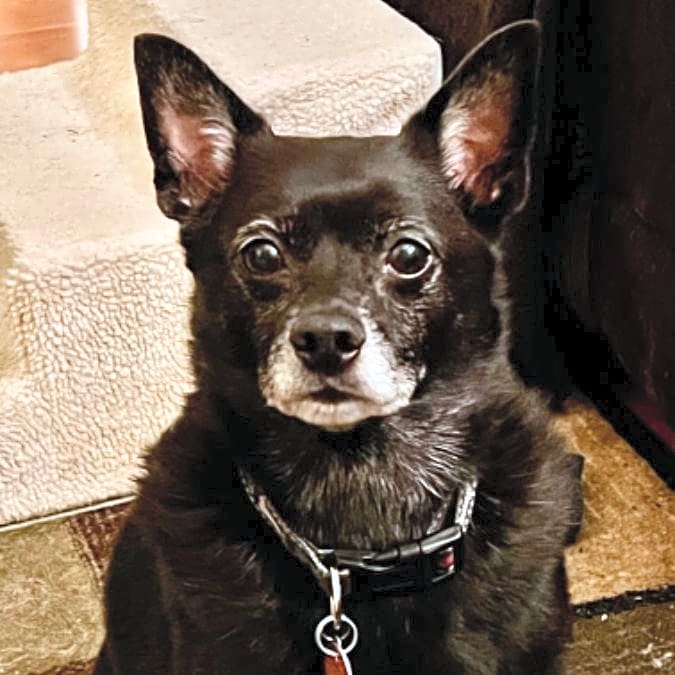 Photo of Rocco