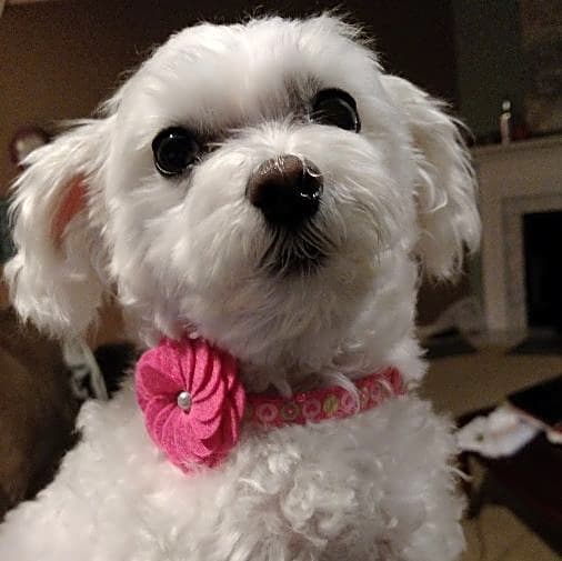 Photo of Abby