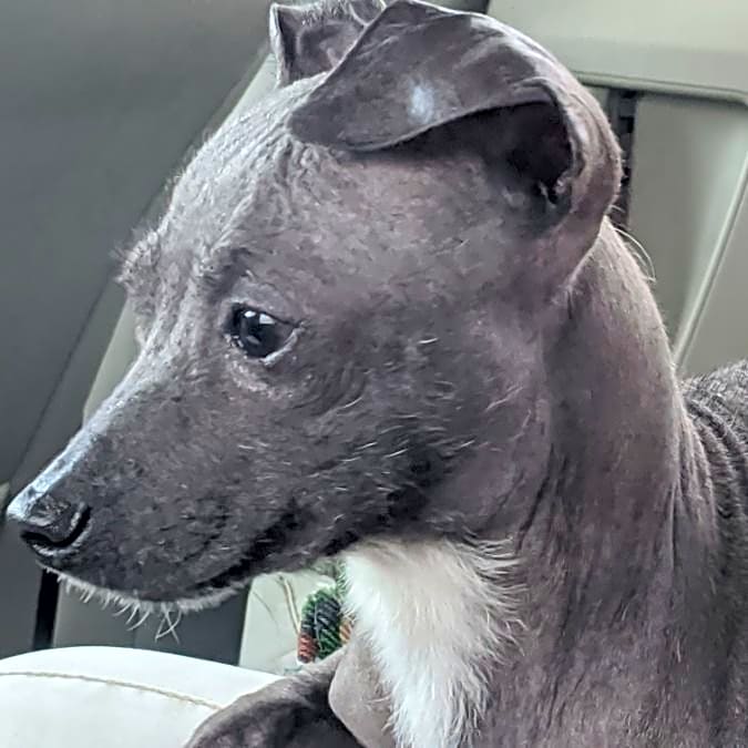 Photo of Ivan