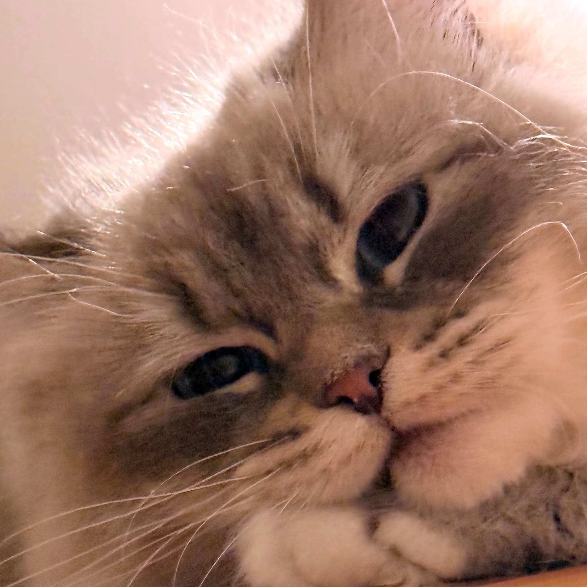 Photo of Cici