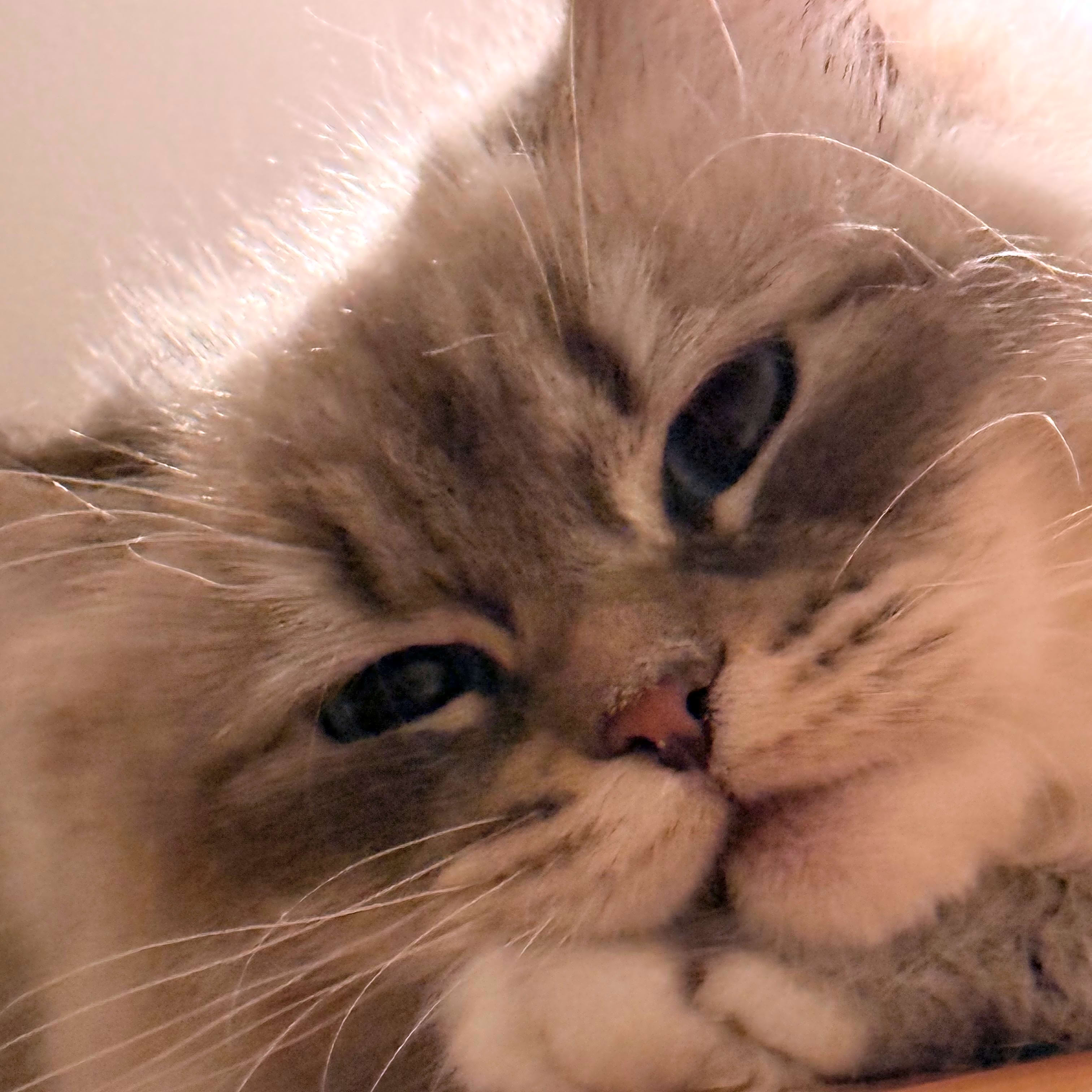Photo of Cici
