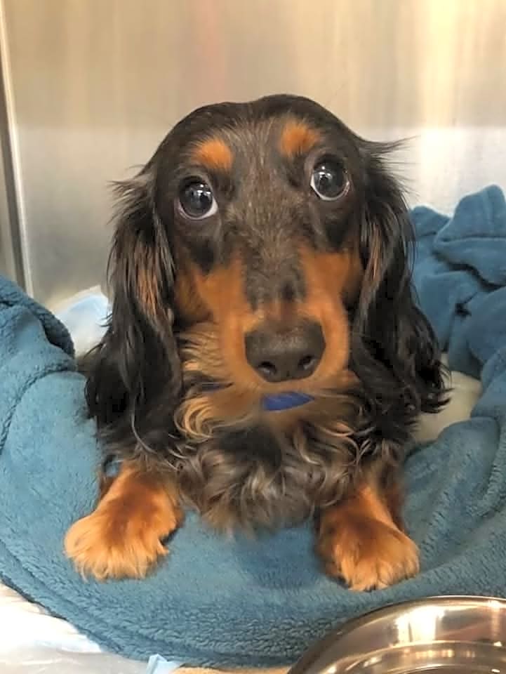 Photo of Mocha
