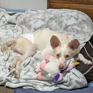 Photo of Chance "Oz"