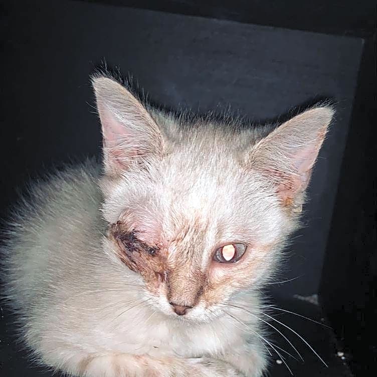 Photo of Winston