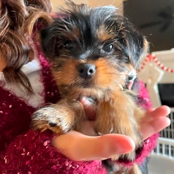Photo of Dallas Blu