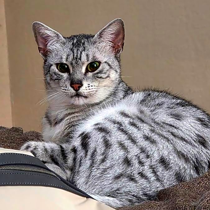 Photo of Calypso