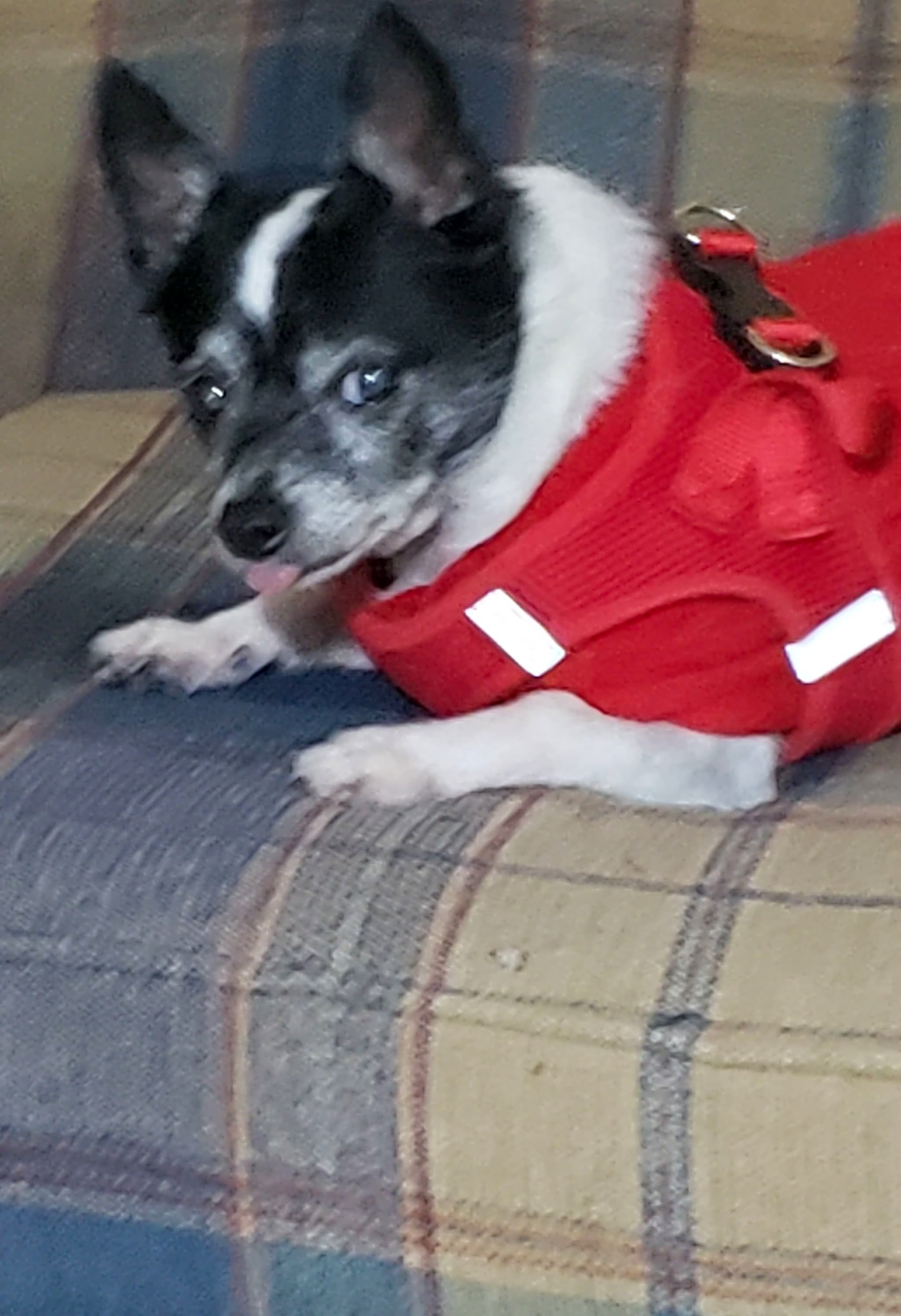 Photo of Bobie (Bo-bee)