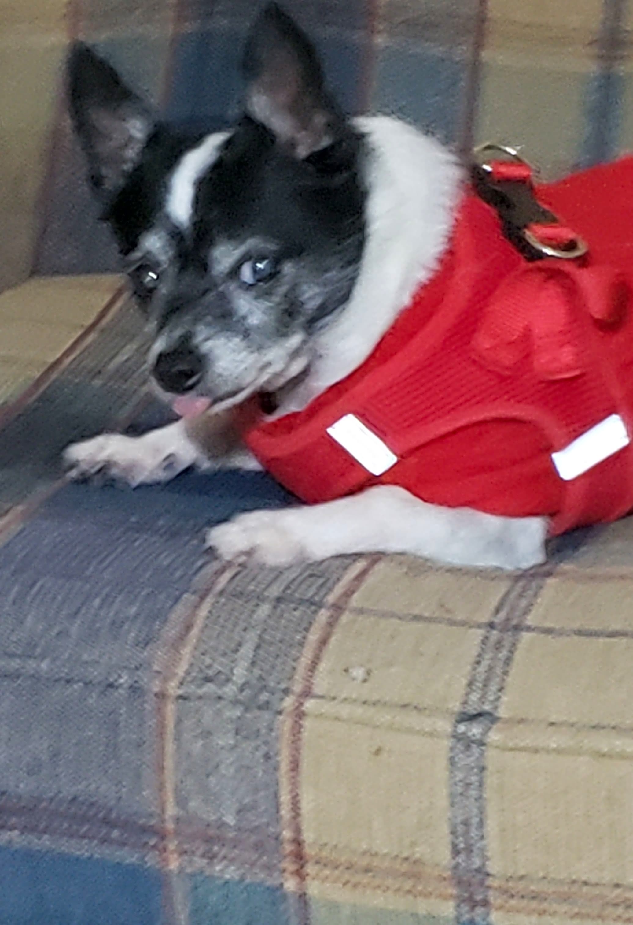 Photo of Bobie (Bo-bee)