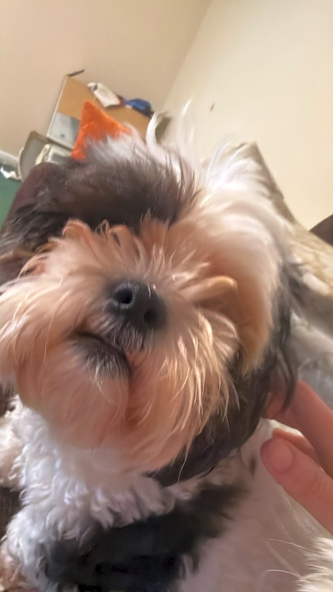Photo of Buddy