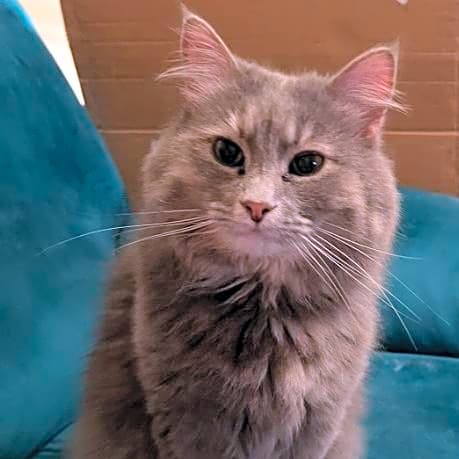 Photo of Leliana