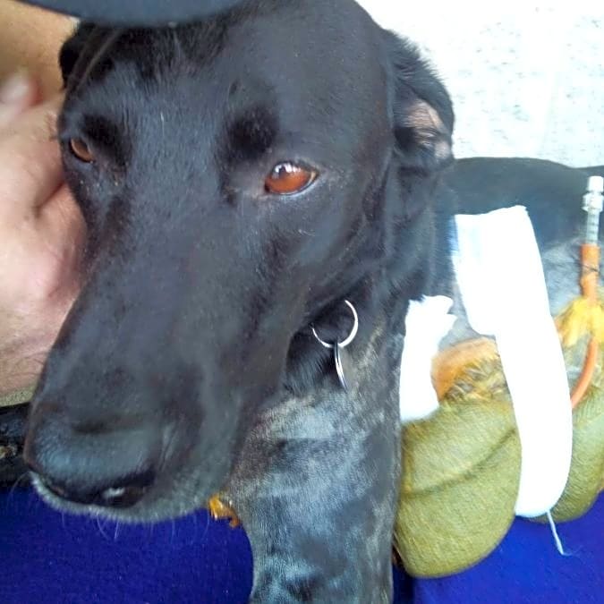 Photo of Shy