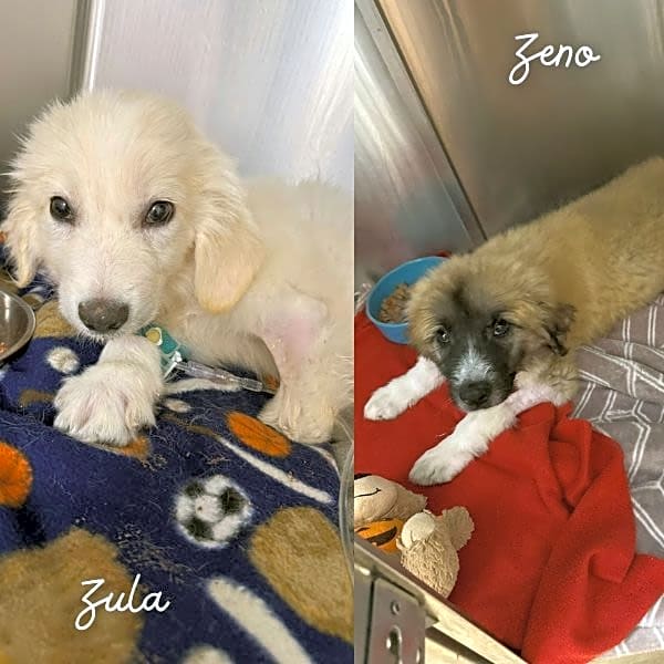 Photo of Zeno and Zula