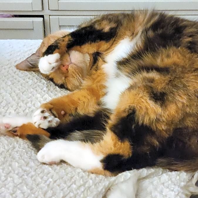 Photo of Mochi