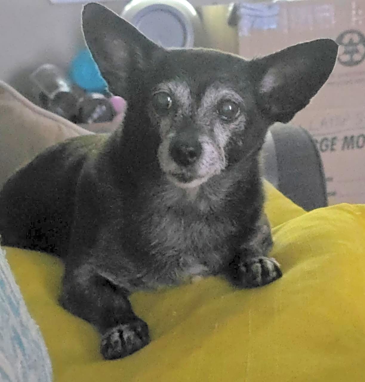 Photo of OLIVE
