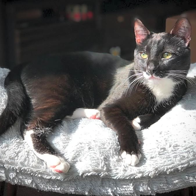 Photo of Bean
