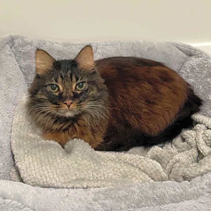 Photo of Remus