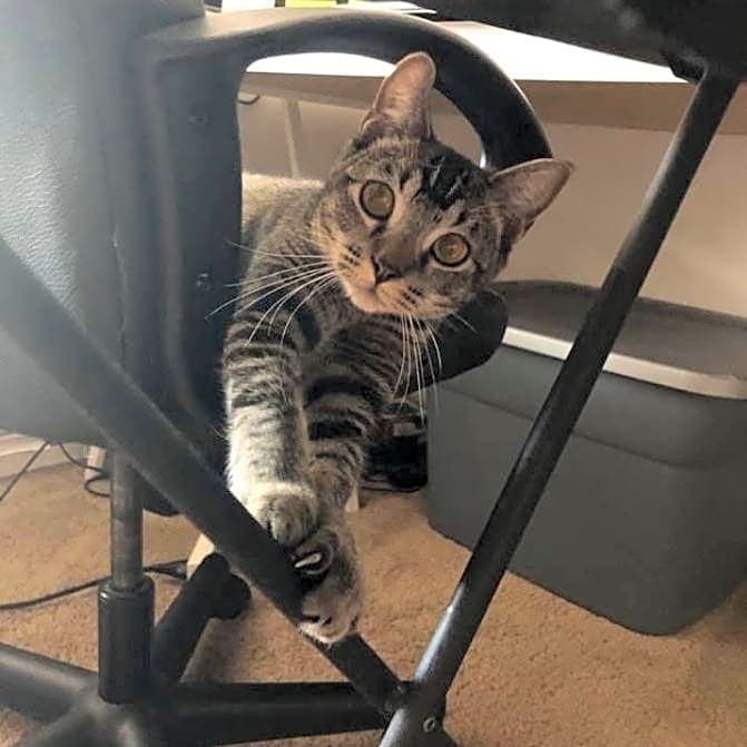 Photo of Bella