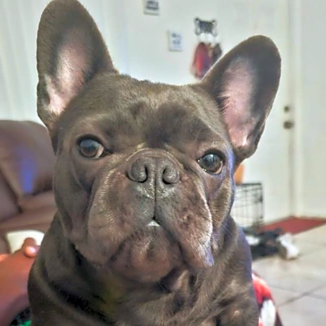 Photo of Juliet