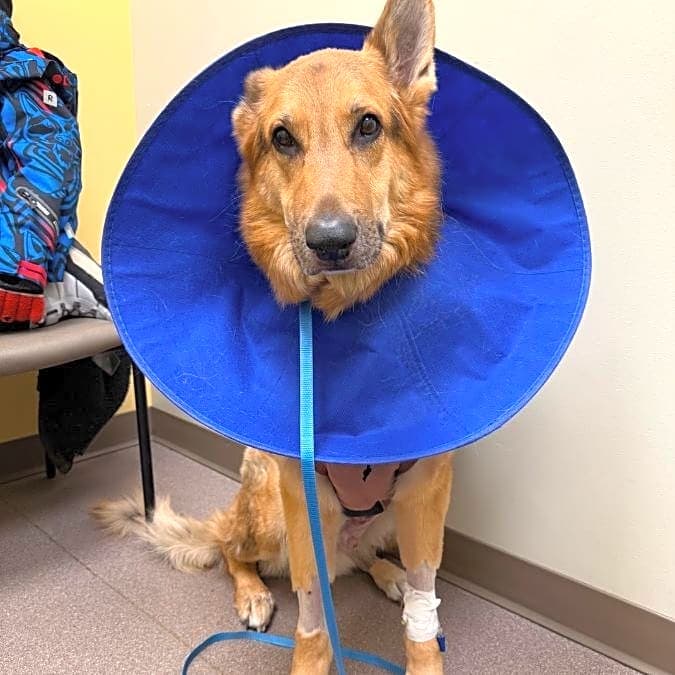 Photo of Rocky