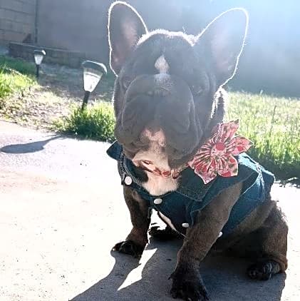 Photo of Indica