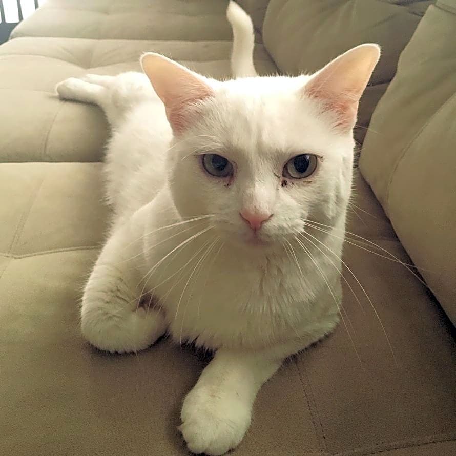 Photo of Mew Mew