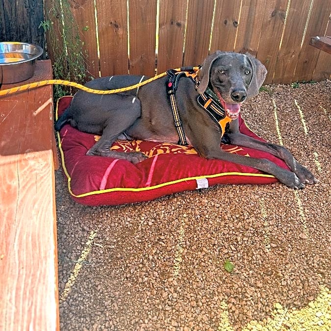 Photo of Moose