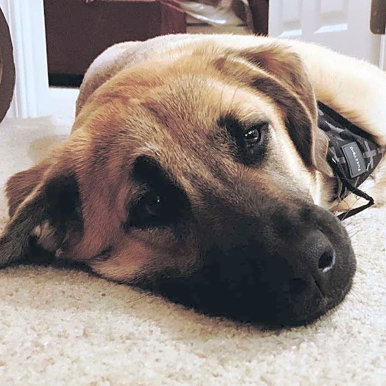 Photo of Buck