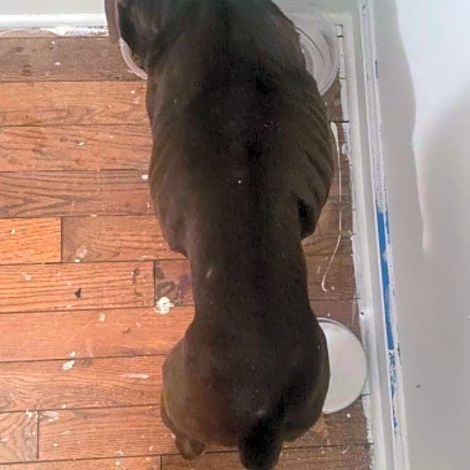 Photo of Peanut