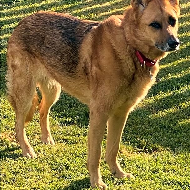 Photo of Amber