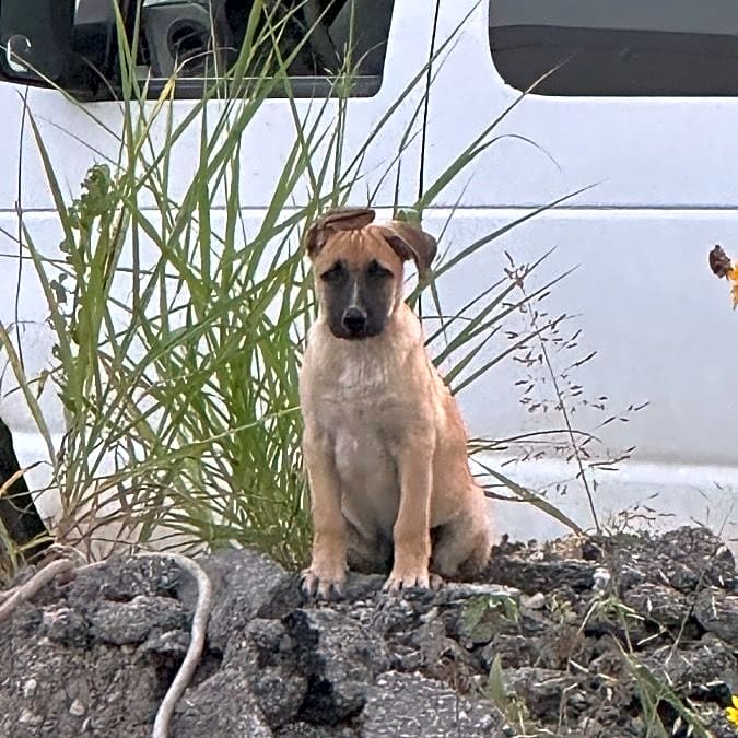 Photo of Champ