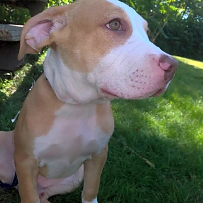 Photo of Ace