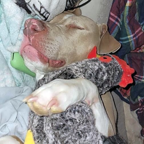 Photo of Ryder