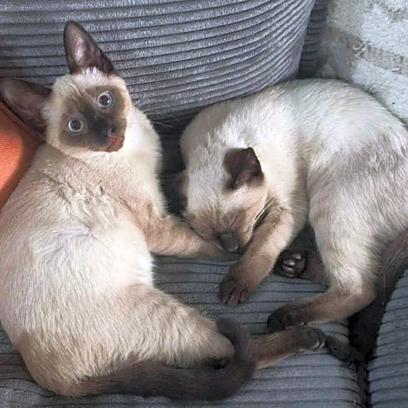 Photo of Razzle and Dazzle