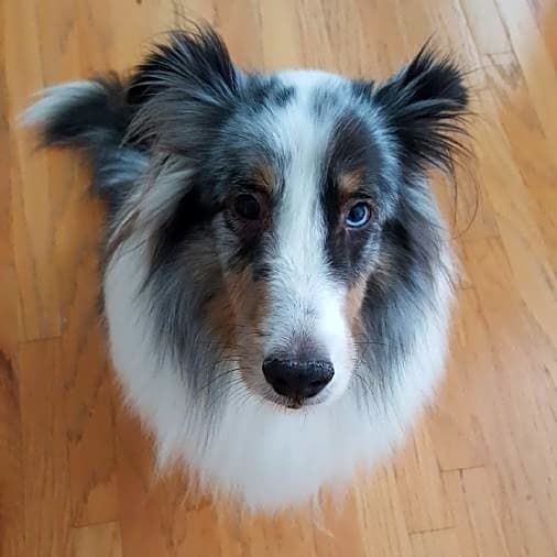 Photo of Odin