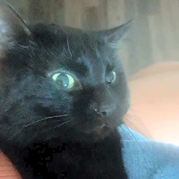 Photo of Loki