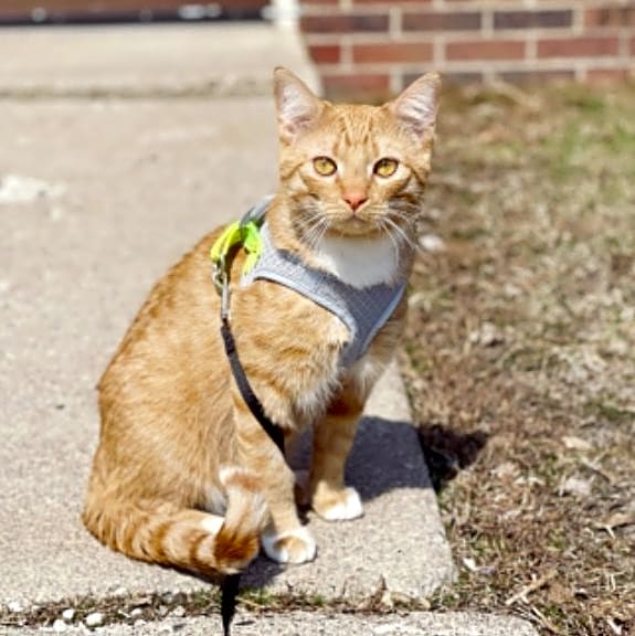Photo of Rigby