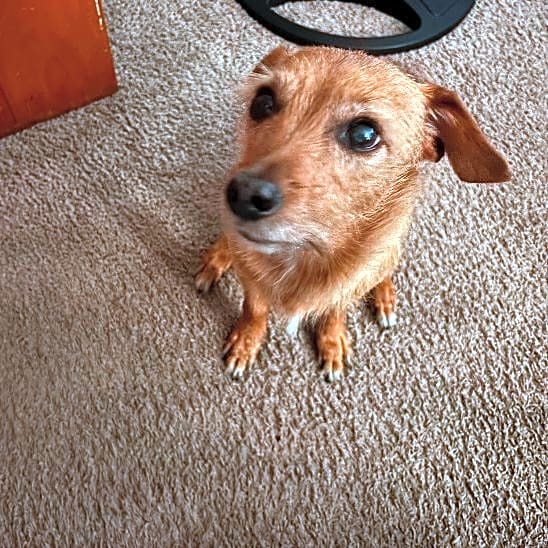 Photo of Toby