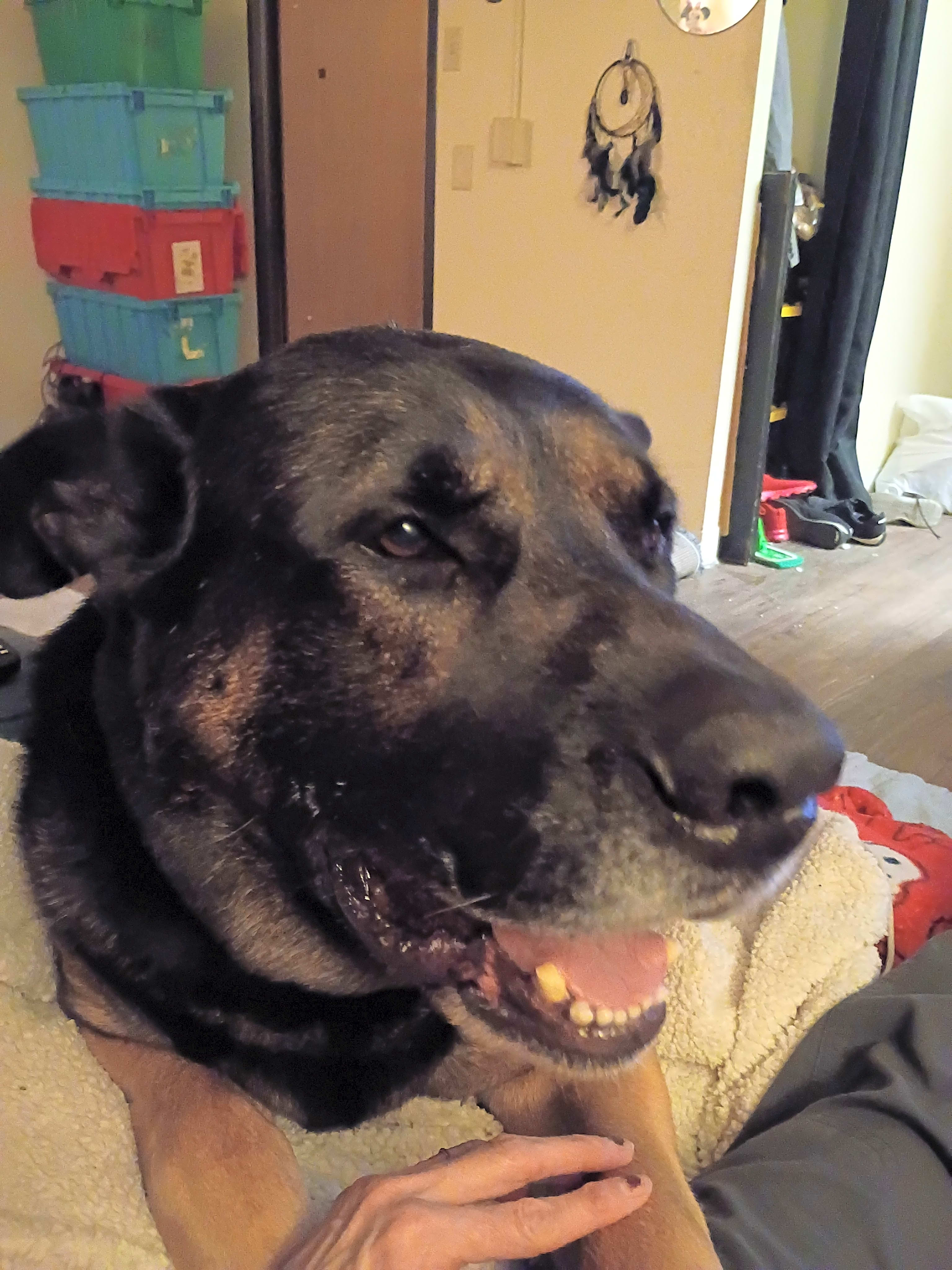 Photo of Bear