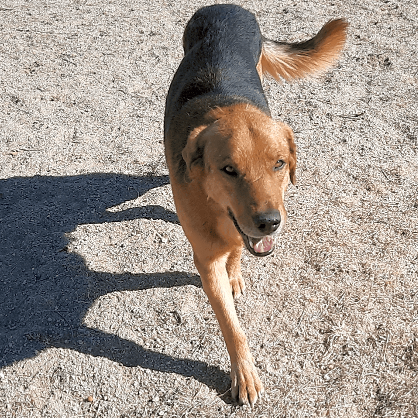 Photo of Cujo