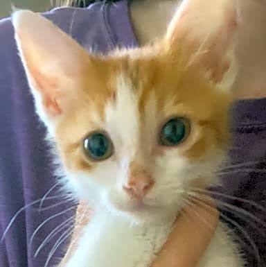 Photo of Benji