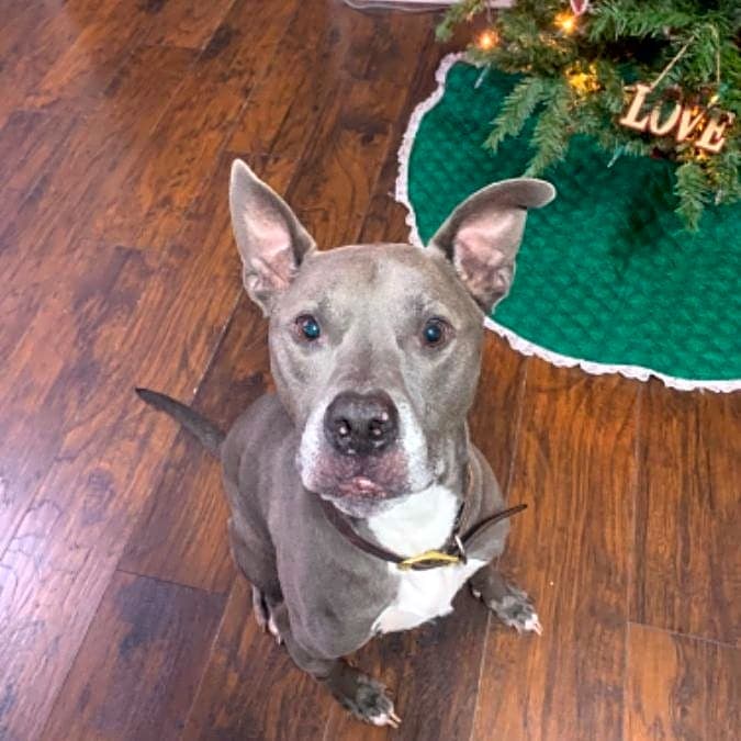 Photo of Diesel