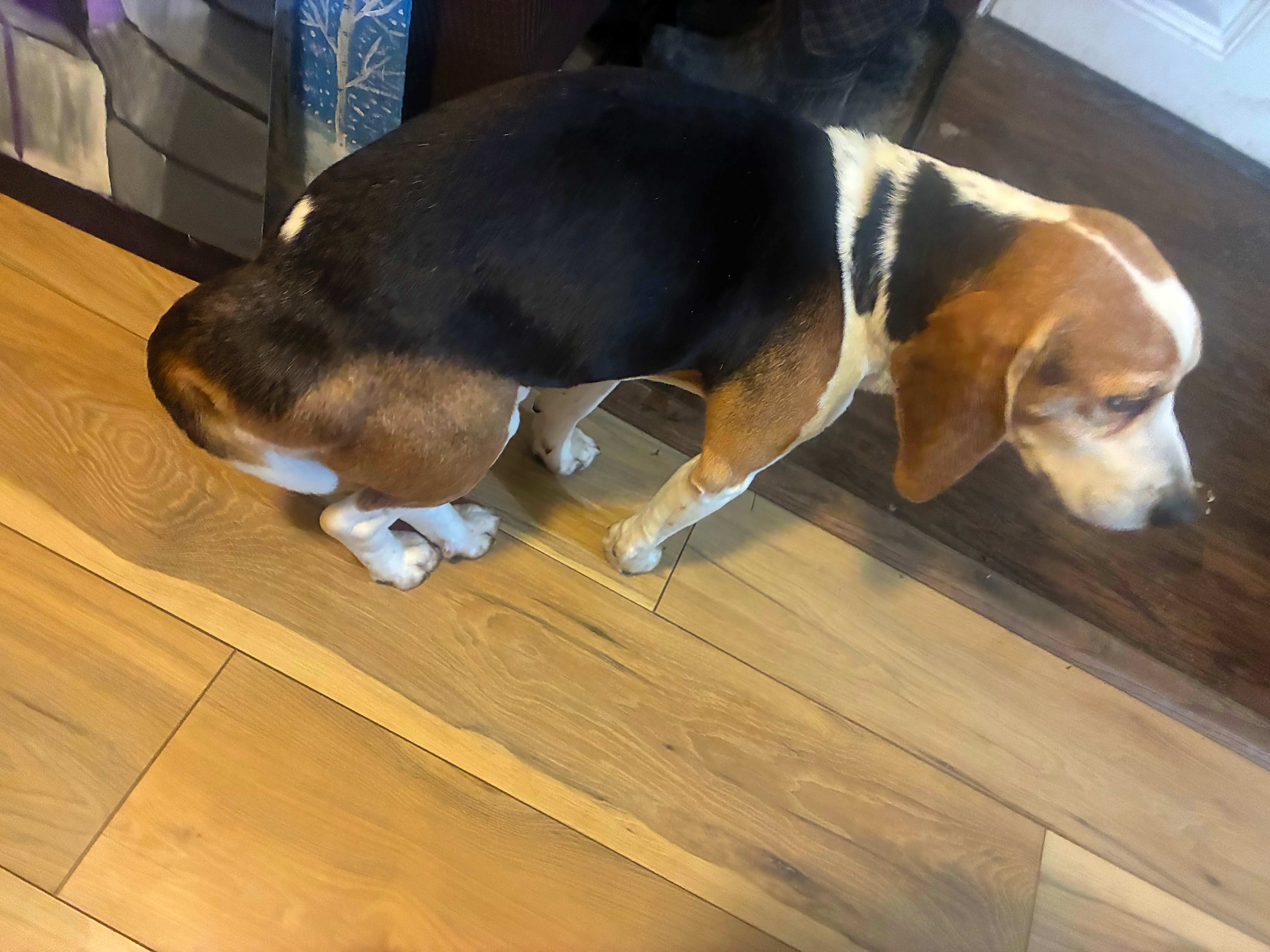 Photo of Bobo