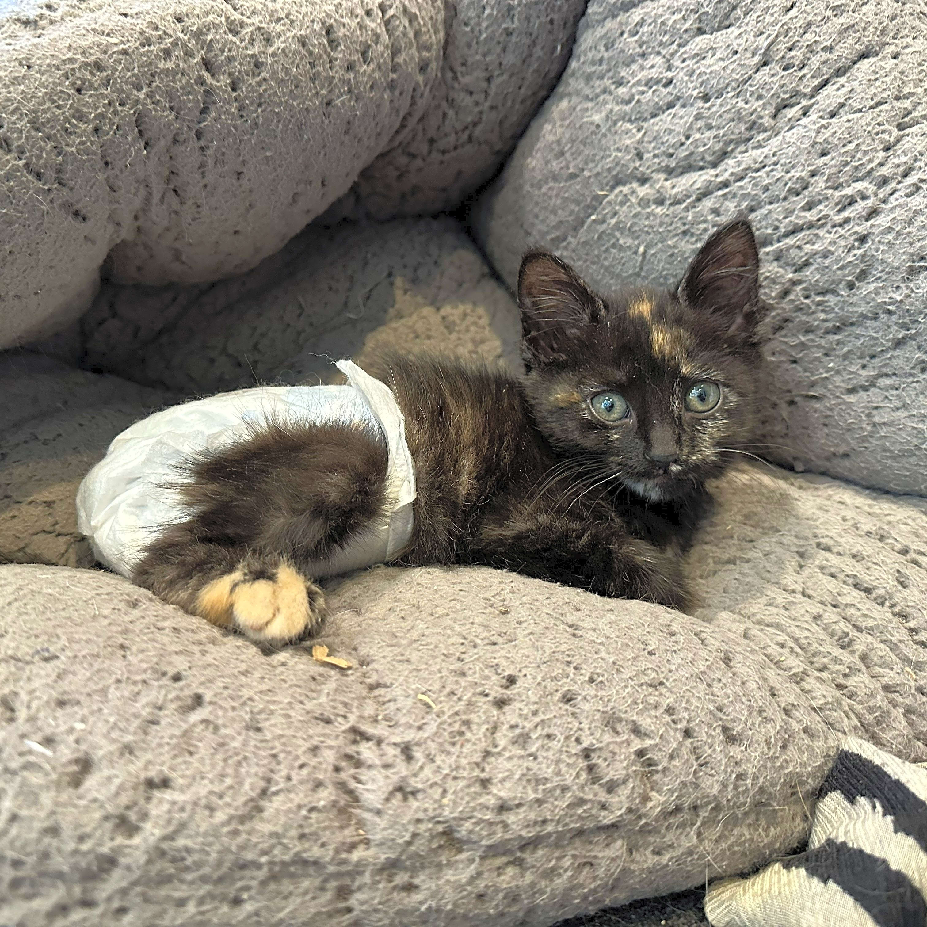 Photo of Amber