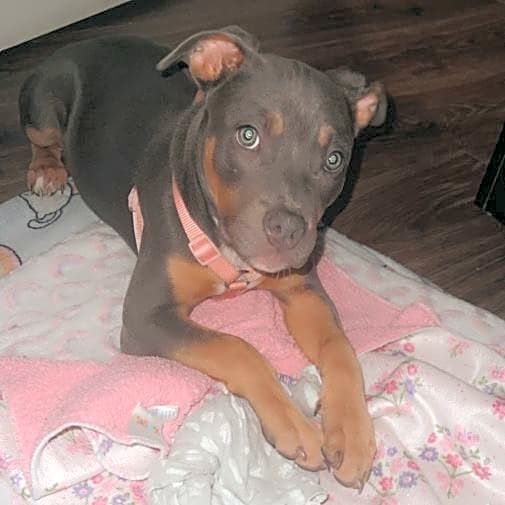 Photo of Diva