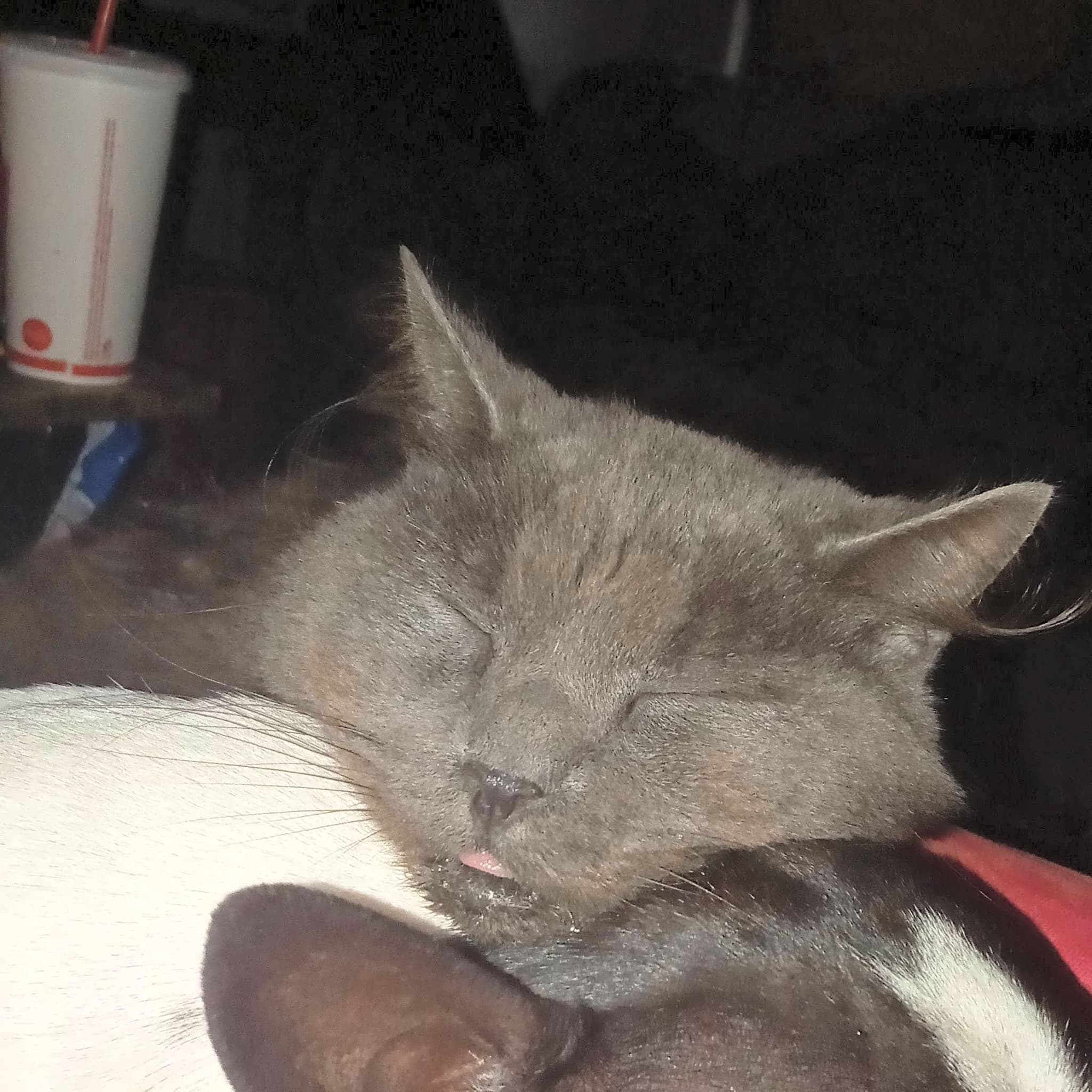 Photo of Smokey